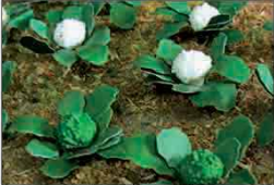 HO: 9.5mm Broccoli Cauli (20) - Model - Image - Pop Weasel
